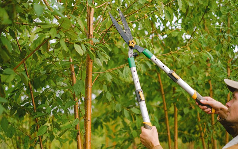 Tree trimming in Willow Creek, MT
